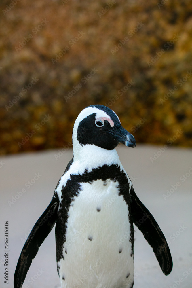 Obraz premium Penguin at Boulders Beach 