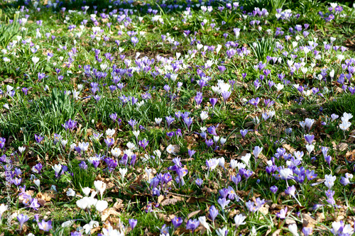 Purple and white crocus flowers