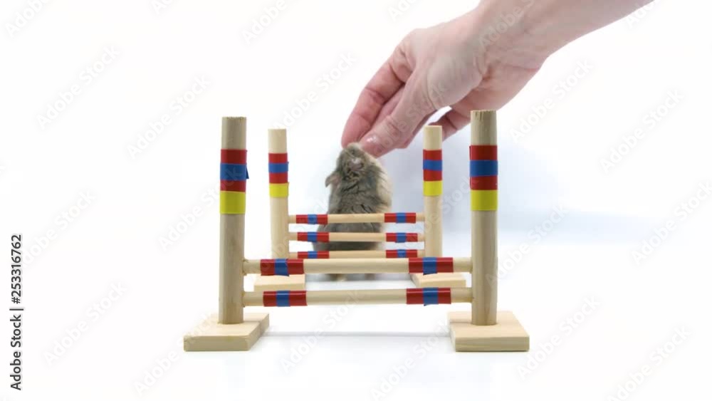 Hamster pet training hurdle trick head on view Hamster pet training hurdle trick head on view