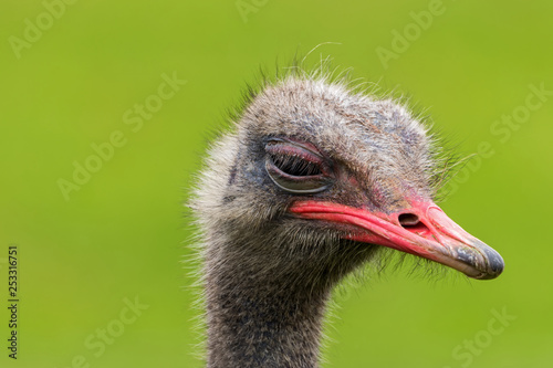 Angry Ostrich Close up portrait, Close up ostrich head (Struthio camelus)
