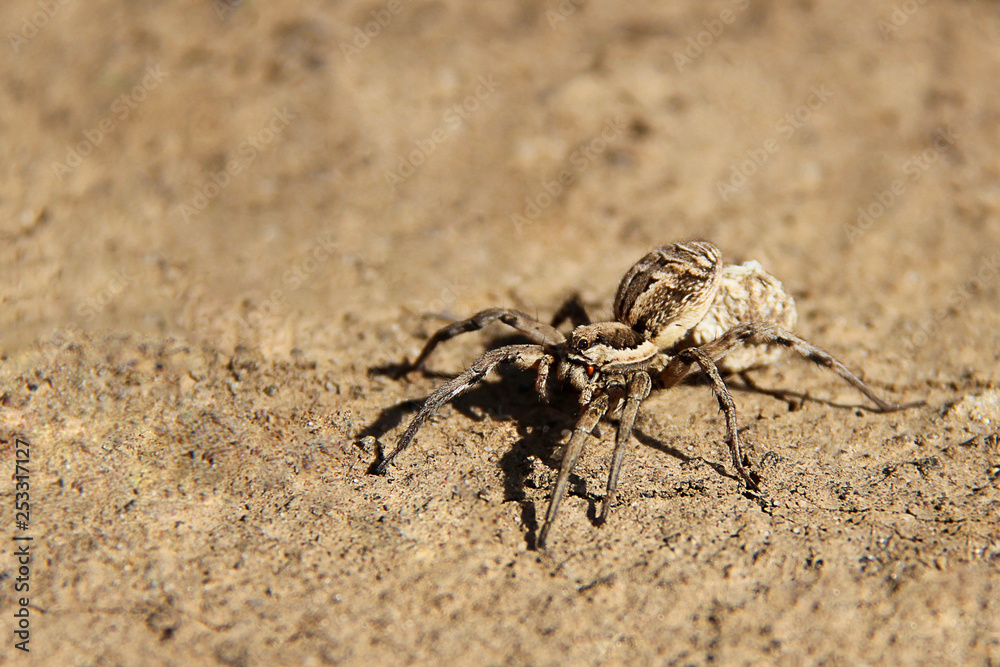 Wolf spider/South Russian Tarantula/Lycosa singoriensis/Tarantula spider close up on the ground. Dangerous creepy tarantula Lycosa singoriensis in sunlight. Wolf spider/South Russian Tarantula/Lycosa singoriensis/Tarantula spider close up on the ground. Dangerous creepy tarantula Lycosa singoriensis in sunlight.