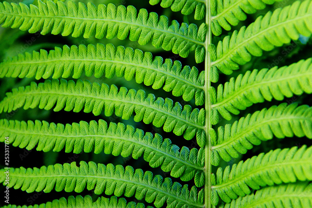 Green leaf of fern in sunlight on black background. Natural fern pattern. Green leaf of fern in sunlight on black background. Natural fern pattern.