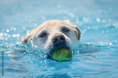 Labrador dog swims through clear blue water towards the camera with a ball in their mouth.  Head shot.