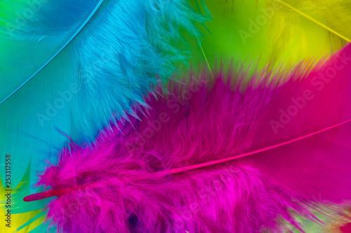 Colorful feather texture. Fluffy background. Top view, close up