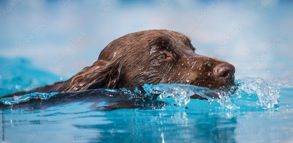 Chocolate brown ladbrador dog smins through clear blue water. Head shot. Chocolate brown ladbrador dog smins through clear blue water. Head shot.