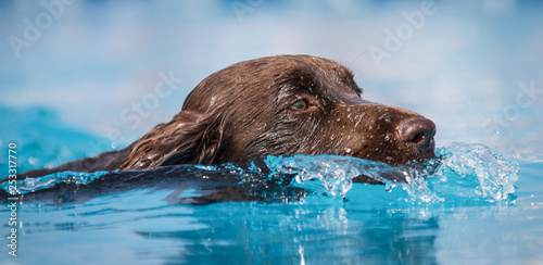 Chocolate brown ladbrador dog smins through clear blue water. Head shot.