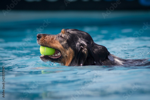 Brown and Black dog swimming to the left with a yellow tennis ball having fun in clear blue water.