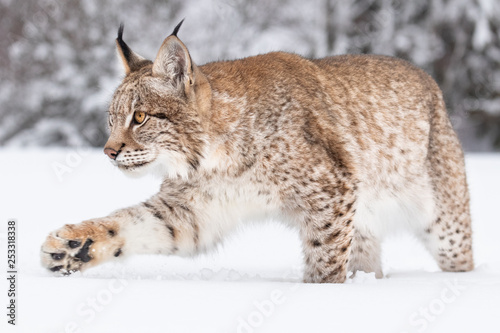 Young Eurasian lynx on snow. Amazing animal  running freely on snow covered meadow on cold day. Beautiful natural shot in original and natural location. Cute cub yet dangerous and endangered predator.