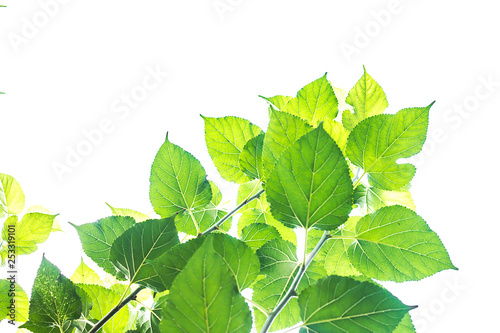 Mulberry green leaves on a white sky background.