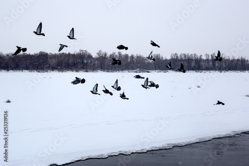 a flock of birds on the lake © Sotnikov_EM