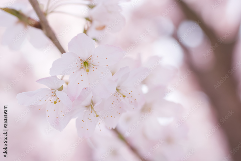 Fototapeta premium Cherry blossoms in full bloom - 満開の桜