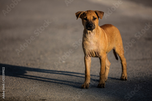 Brown homeless dog looking for food in the sunlight with shadow