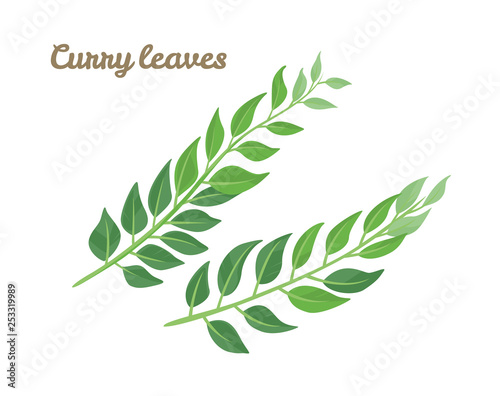 Green leaves curry isolated on white background. Vector illustration of curry tree branches in cartoon simple flat style.