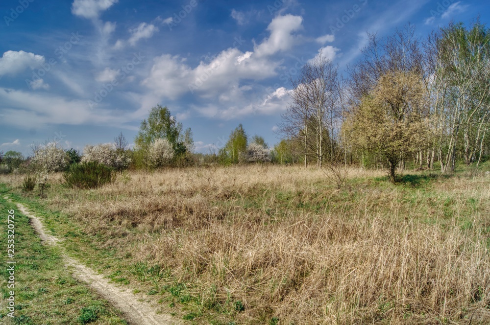 sunny spring day with white clouds, spring landscape with bushes and trees