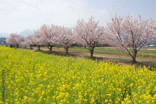 Cherry blossom trees and rape blossoms - 桜並木と菜の花 © FotoCat