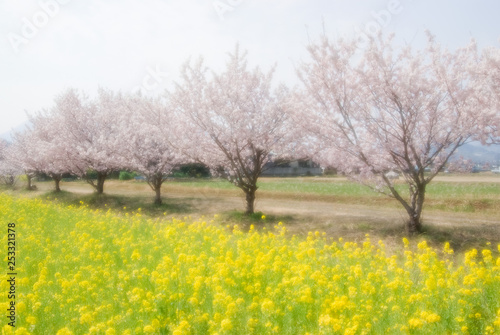 Cherry blossom trees and rape blossoms - 桜並木と菜の花