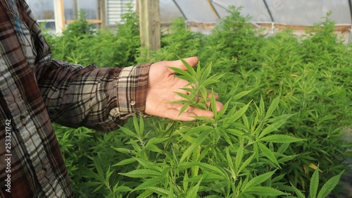 Man working in a commercial hemp greenhouse examines young plants. Hand holding leaves of new hemp crop. 