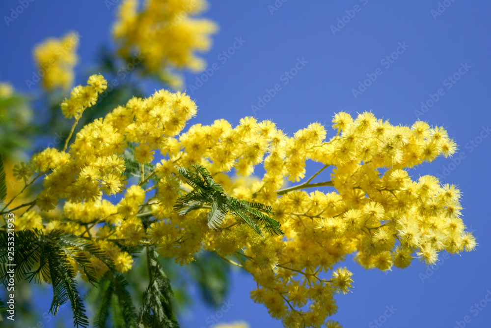 Mimosa branch in bloom, beautiful spring yellow flower with blue sky on background, International Women's Day Mimosa branch in bloom, beautiful spring yellow flower with blue sky on background, International Women's Day