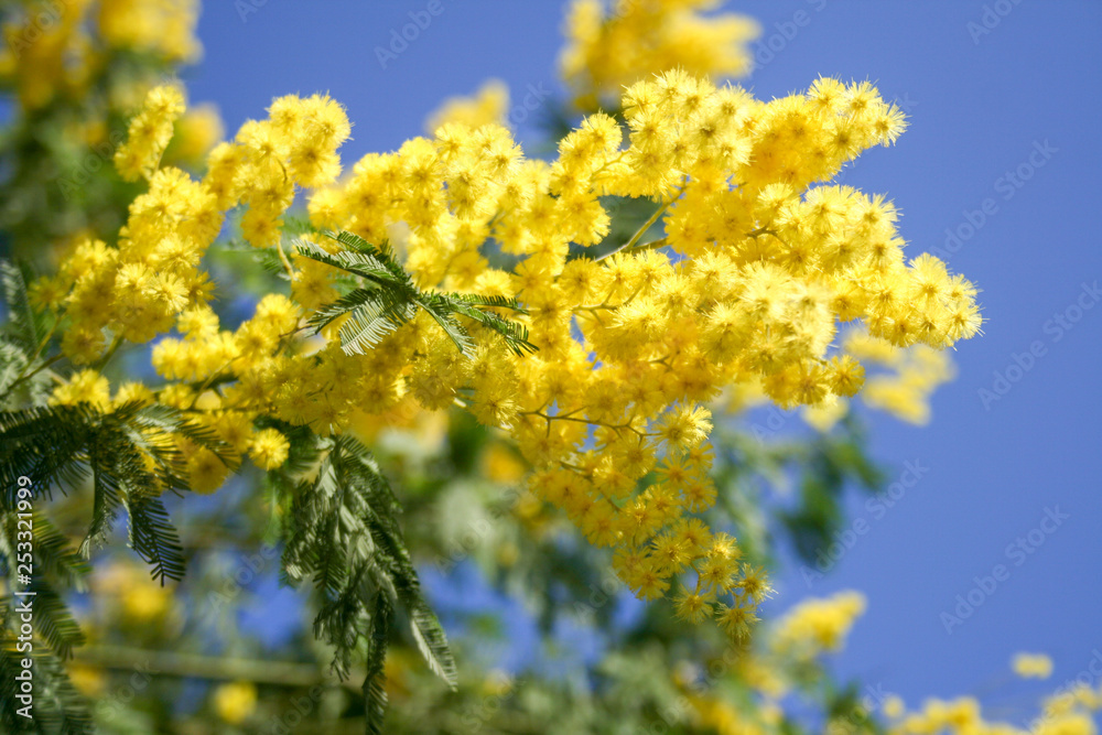 Mimosa branch in bloom, beautiful spring yellow flower with blue sky on background, International Women's Day Mimosa branch in bloom, beautiful spring yellow flower with blue sky on background, International Women's Day