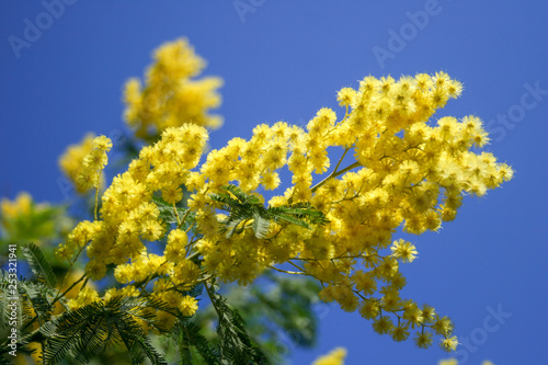 Mimosa branch in bloom, beautiful spring yellow flower with blue sky on background, International Women's Day