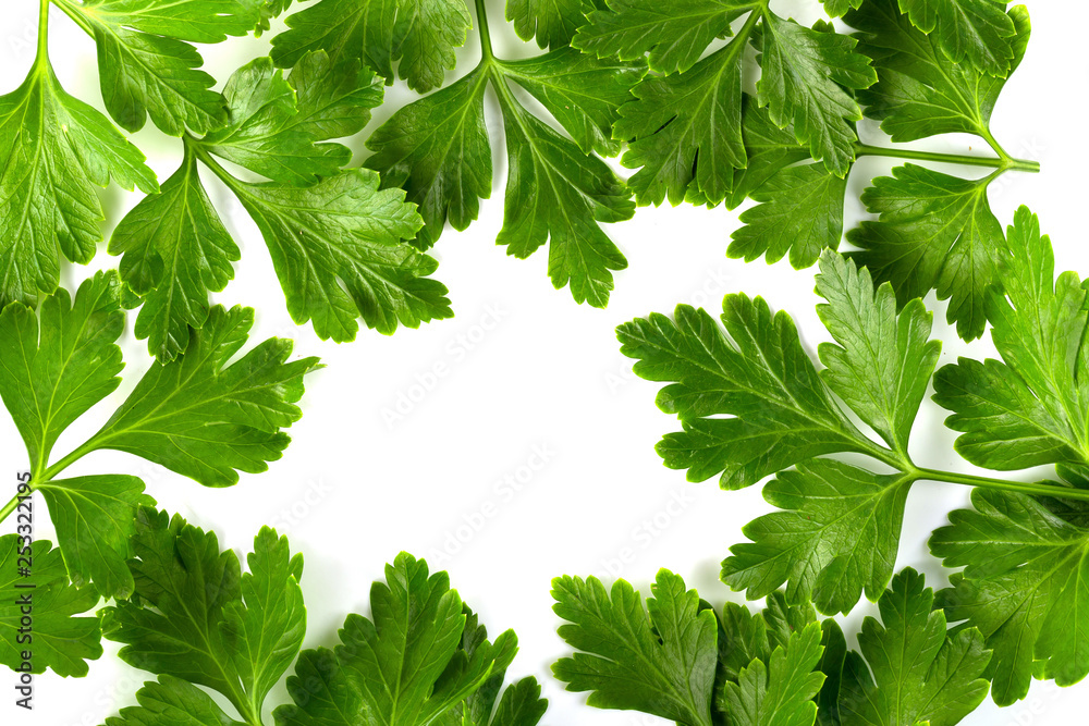Bunch leaves parsley isolated over white background Bunch leaves parsley isolated over white background