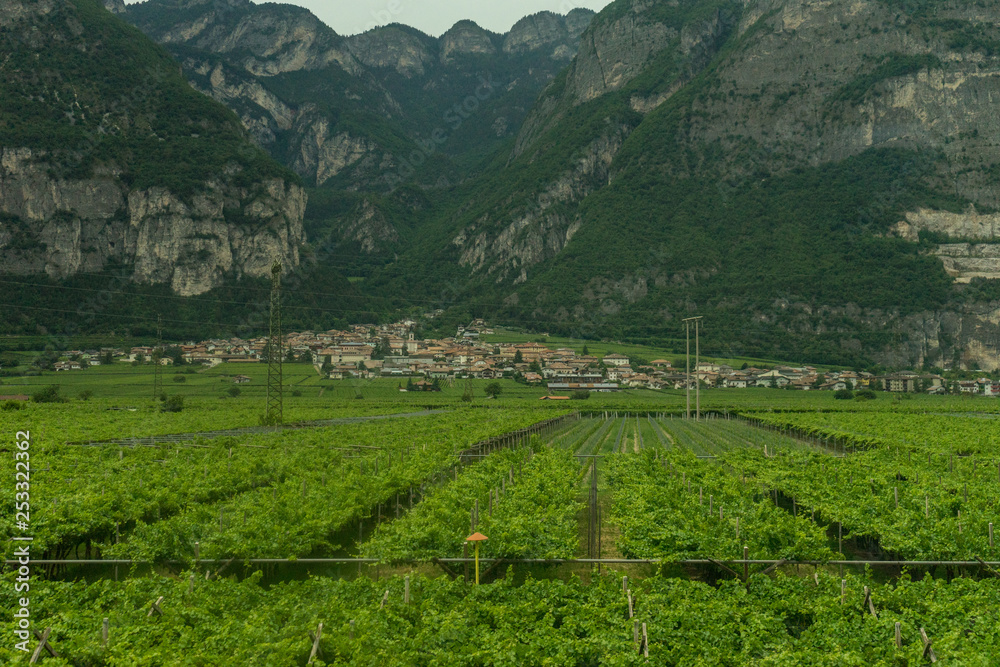 Italy,La Spezia to Kasltelruth train, a wineyard with a mountain in the background