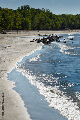 Canada Geese on sandy shore of Outlet Beach of Sandbanks Provincial Park in Prince Edward County at Athol Bay Lake Ontario photo