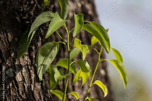 Leaf of Cinnamomum camphora tree