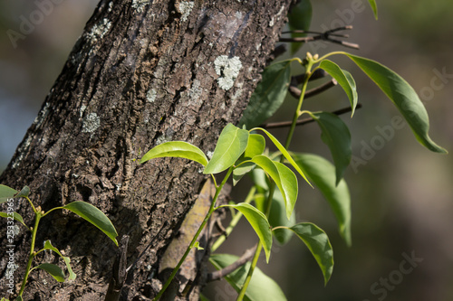 Leaf of Cinnamomum camphora tree