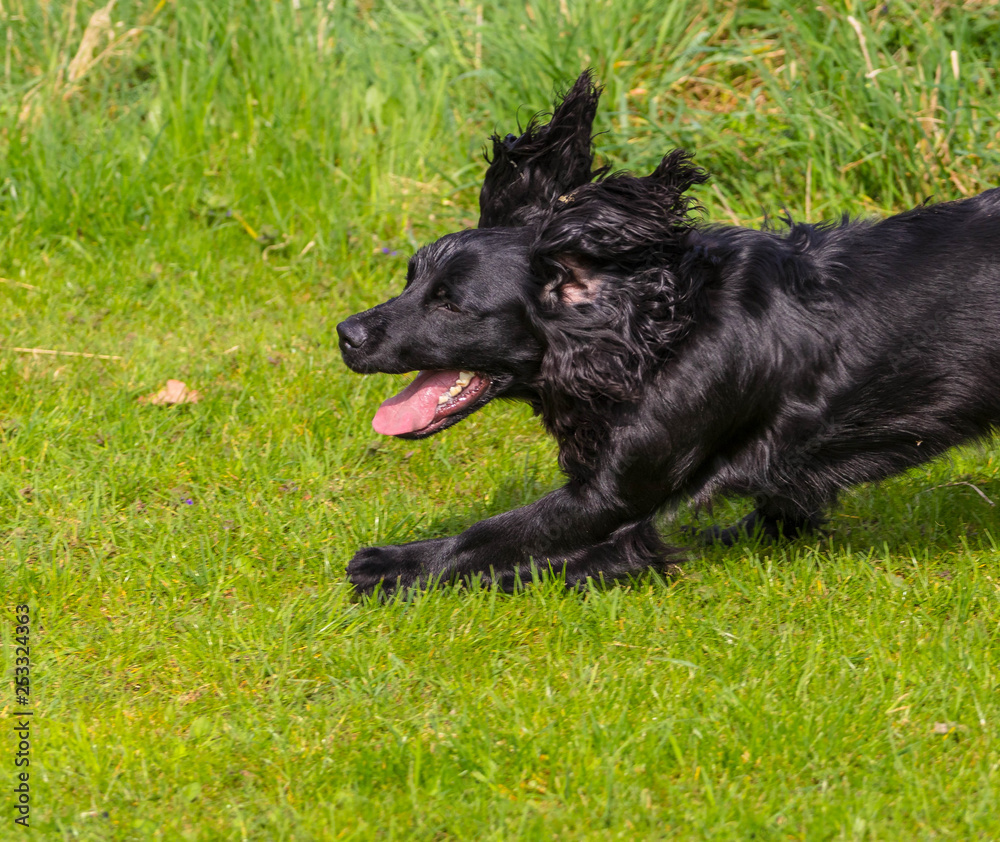 Fototapeta premium Black springer spaniel