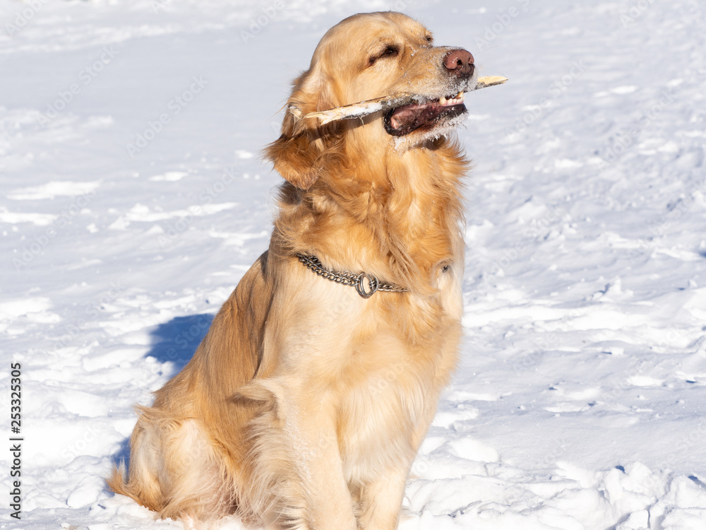 Golden Retriever on a walk in the winter, sitting on a background of snow, holding a wand in his mouth.