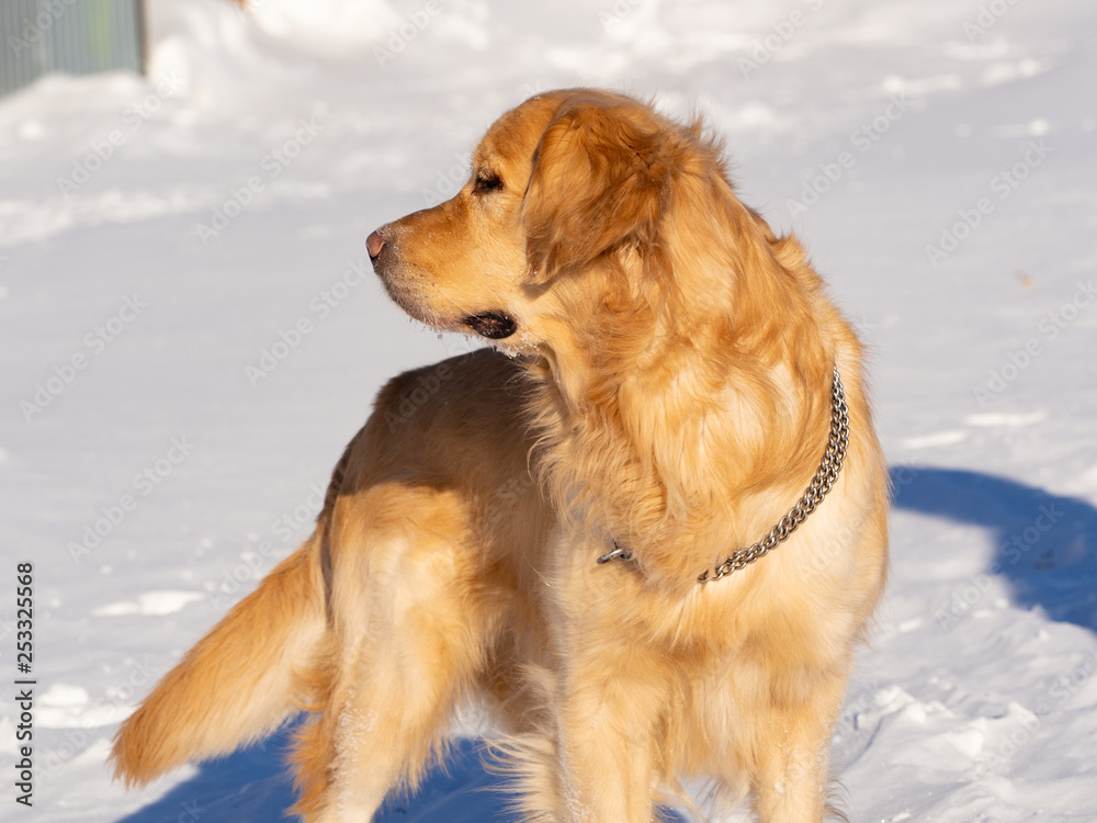 Golden Retriever on a walk in the winter against the backdrop of snow.