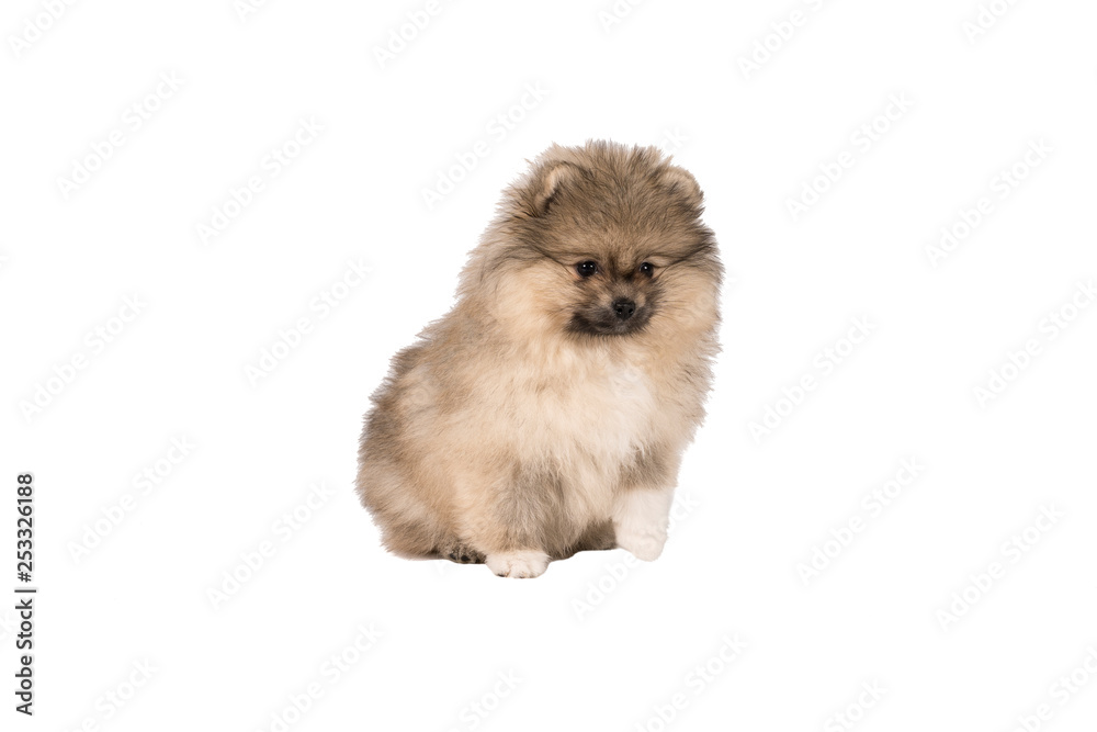 Small Pomeranian puppy standing isolated on a white background Small Pomeranian puppy standing isolated on a white background