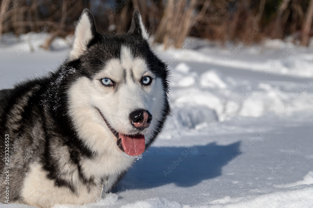 Husky dog in winter forest. Siberian husky with blue eyes in snow.