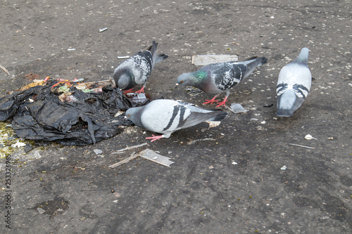 Fototapeta Naklejka Na Ścianę i Meble -  Small group of pigeons scavenging in waste rubbish on a street