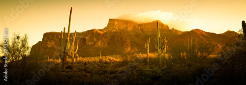 A saguaro cactus in the landscape of the desert of the American southwest. photo