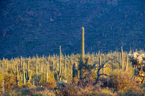 A saguaro cactus in the landscape of the desert of the American southwest.