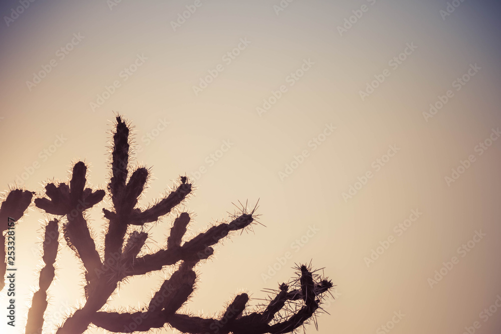 staghorn cholla