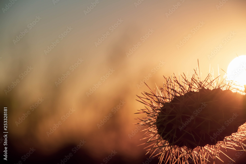 A silhouette of jumping Cholla cactus with sunlight passing through the needles and a blurred colorful sky background with sun, suitable as copy space.