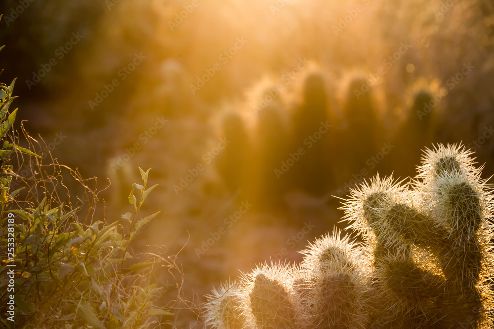 A silhouette of jumping Cholla cactus with sunlight passing through the