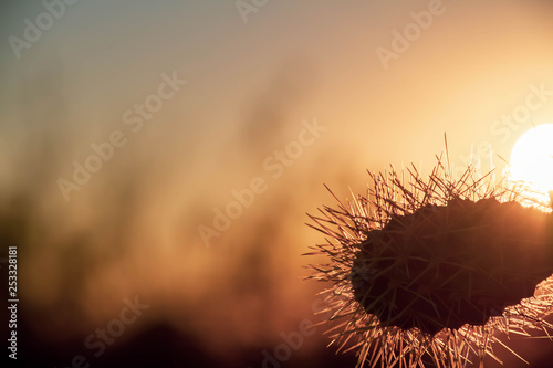 A silhouette of jumping Cholla cactus with sunlight passing through the needles and a blurred colorful sky background with sun, suitable as copy space.