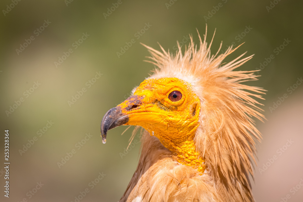 Detailed portrait of Egyptian vulture with green background Detailed portrait of Egyptian vulture with green background