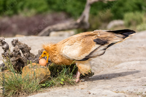 Portrait of a wild Egyptian vulture on the ground with green background photo