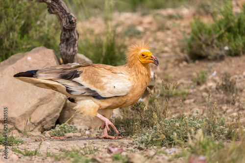 Fotografie Portrait of a wild Egyptian vulture on the ground with green background