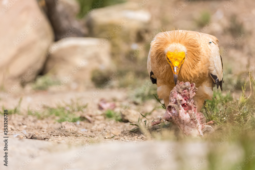 Portrait of a wild Egyptian vulture on the ground with green background Portrait of a wild Egyptian vulture on the ground with green background