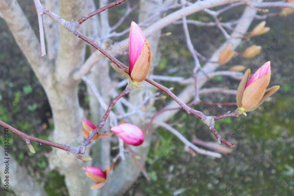 Pink Magnolia buds in spring, growing flowers on the branch on the wonderful spring tree background Pink Magnolia buds in spring, growing flowers on the branch on the wonderful spring tree background