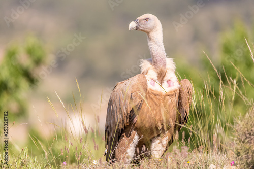 Portrait of a Griffon vulture with green background