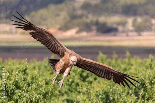 Griffon vulture landing © Raúl Esparza