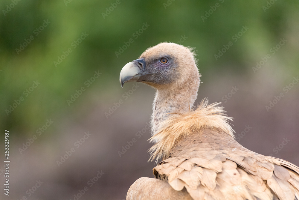 Portrait of a Griffon vulture with green background Portrait of a Griffon vulture with green background