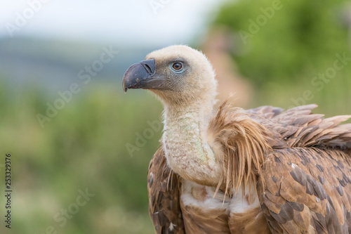 Portrait of a Griffon vulture with green background